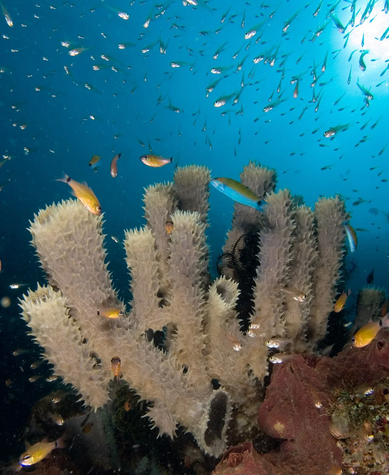 Come le correnti oceaniche influiscono sul clima globale: le forze nascoste che modellano il nostro mondo