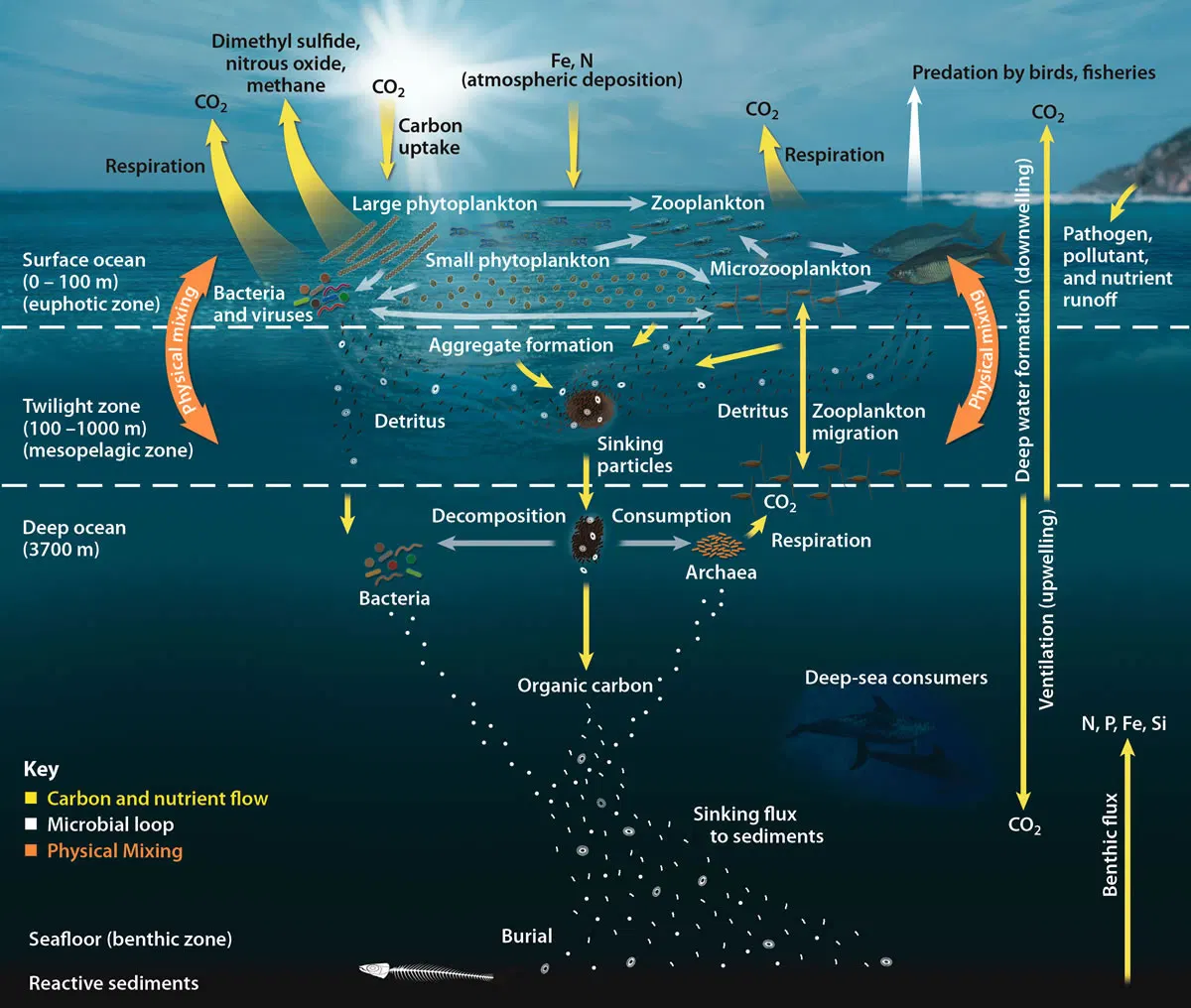 The Ocean-Climate-Carbon Connection: Beyond Temperature